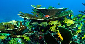 Cozumel Palancar Reef Scuba Diving