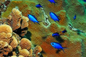Cozumel Palancar Reef 2 1