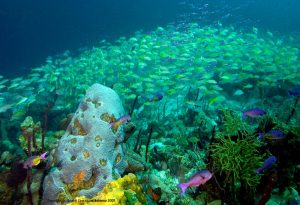 Discover Diver Nassau