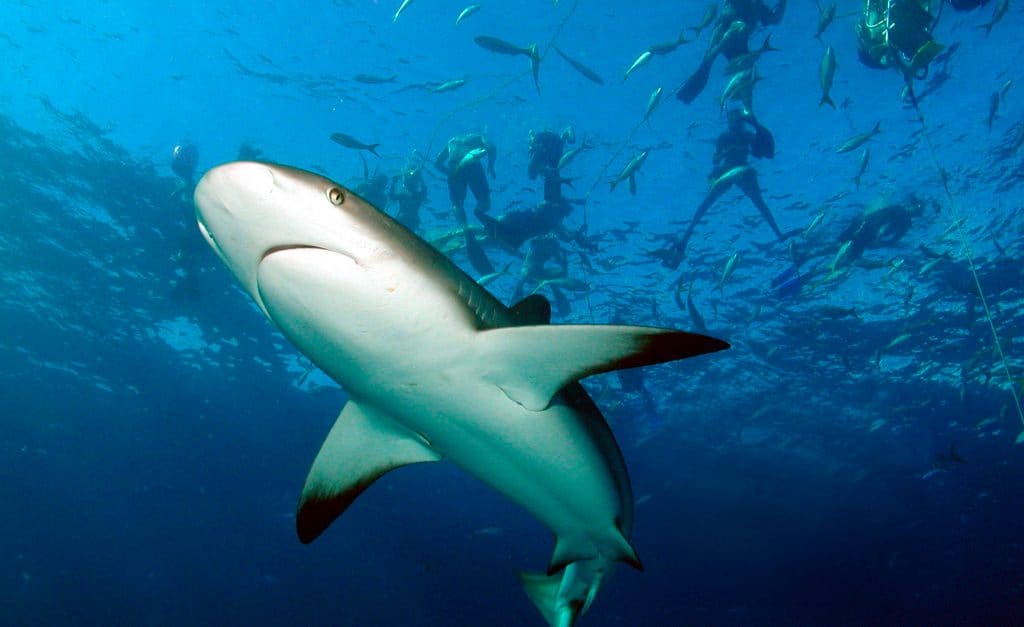 nassausharedivingtour Jamaica Cruise Excursions