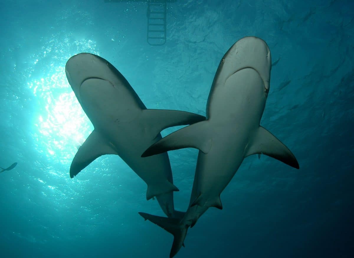 nassausharkdivesharks Jamaica Cruise Excursions