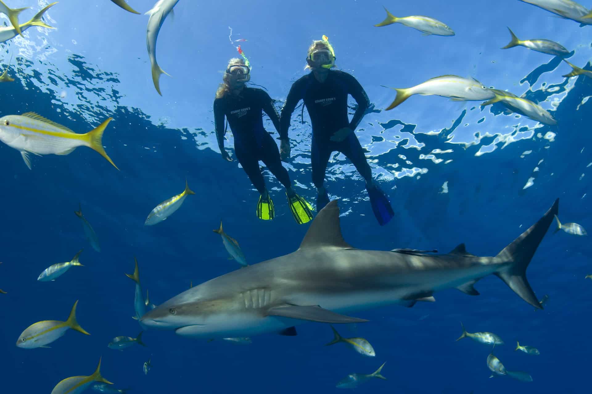 Nassau Snorkeling With Sharks1 1
