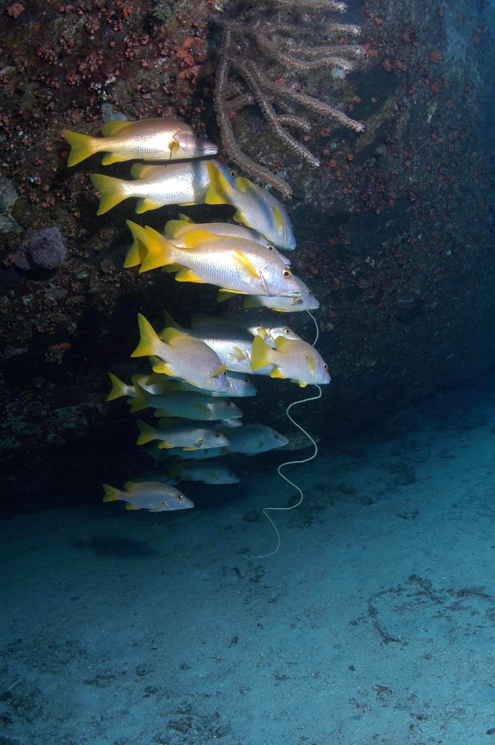 Nassau Ultimate Snorkeling Reef and Fish
