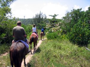 horseback riding jamaica 1