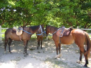 horseback riding jamaica 6
